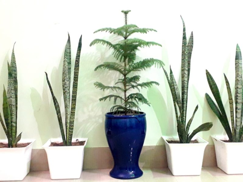 snake plants purify air naturally