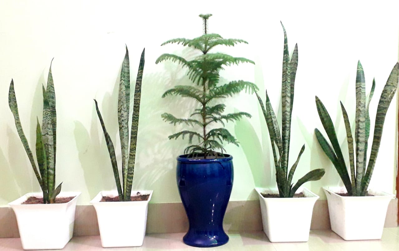 snake plants purify air naturally